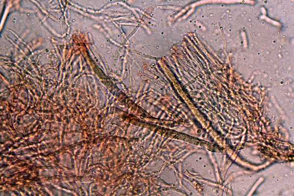 Gloeocystidiellum karstenii? (Laxitextum bicolor)